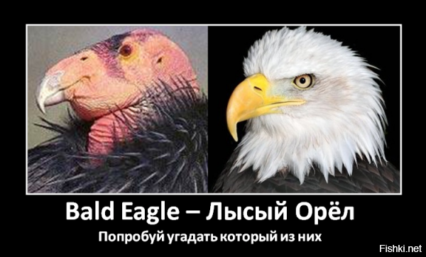 Американский орёл