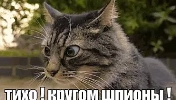 Большой брат