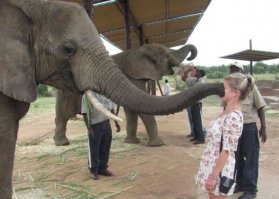 То, как эти слоны относятся к своему любимому волонтеру — невероятно! 