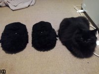 Фотоподборка за 19.01.2016