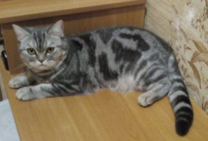 Моя красотка. Вечно с кислой мордахой:)