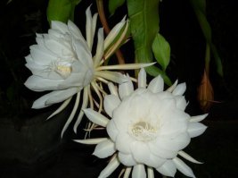 Гортензия чрезвычайно редкий цветок? Разве что на северном полюсе
А на последней вообще цветок эпифиллума