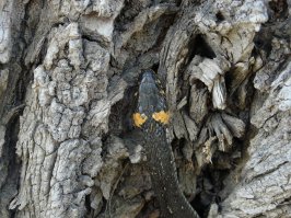 Водяных нету, только обычные))