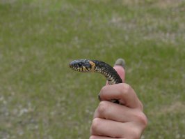 На Ахтубе рыбачили, за ужами даже нагибаться влом...не наступить бы....как макарон в дуршлаге