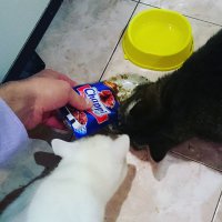 собачья жиииизнь