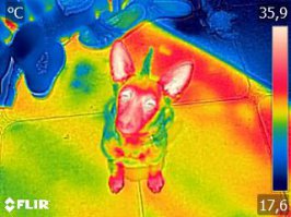 Когда взял попробовать тепловизор 