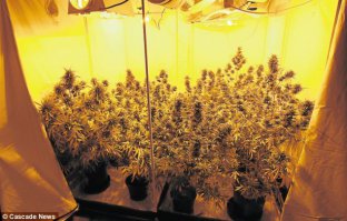 Как я помидоры "Балконное чудо" выращивал