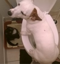 Чем одни лучше других? Просто они разные и подход нужен соответствующий. А так, и те и другие очень хорошо уживаются вместе если у них нормальные хозяева.