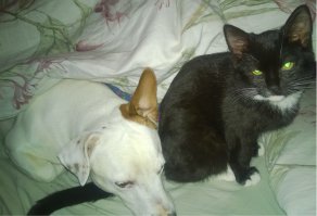 Чем одни лучше других? Просто они разные и подход нужен соответствующий. А так, и те и другие очень хорошо уживаются вместе если у них нормальные хозяева.