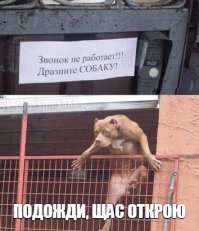  Теперь кошкам точно не спрятаться! Питбуль демонстрирует удивительный паркур