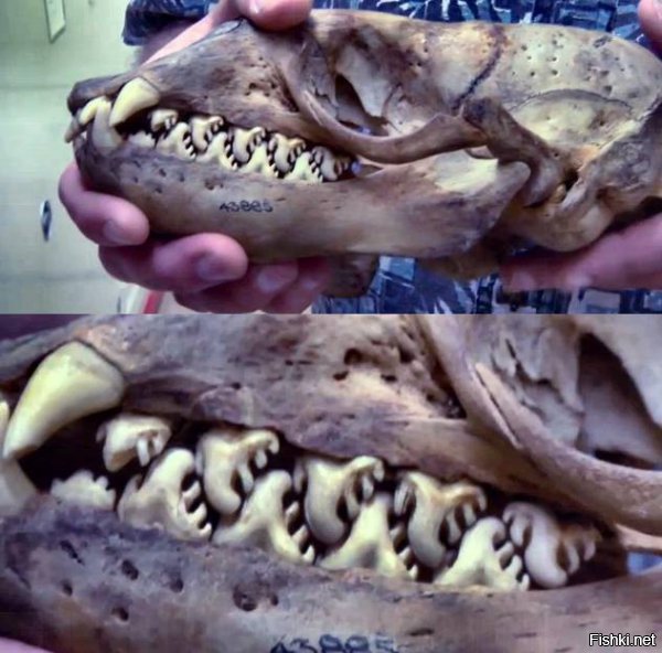 Это какой финт должна была эволюция сделать - чтобы вот такие вот зубки образовались.