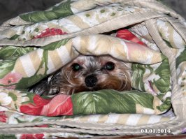 Картинки милых животных