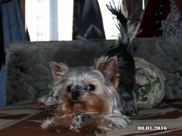 Картинки милых животных