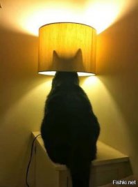 История про кота, и крыса