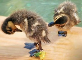 Их любопытство не знает границ 