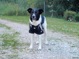 Вот этот в "Адидасе" тоже кошкой был усыновлён в младенчестве