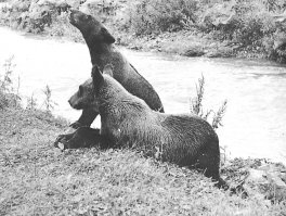 Школа, о которой упоминает автор, была расположена аккурат за нашей трёхэтажкой. Рядом была ещё какая-то строительная площадка, которую мы, пацаны, облазили вдоль и поперёк: собираясь компанией по утрам, мы сначала бежали на стройку, находили рулон рубероида и, затащив его в "штаб" (да-да, "штабы" были ого-го какие - обзавидуешься), разводили костёр. Как водится, периодически кто-то приносил шифер либо монтажные патроны и всё это также кидалось в огонь, знатно грохая. Частенько устраивались мушкетёрские баталии - добыв сварочный карандаш и пластмассовую крышку от банки, легко получали шпагу. Воспоминаний - целый обоз:) Добавлю немного фото из домашнего архива. Если верно помню, наш посёлок виднеется на первом фото))