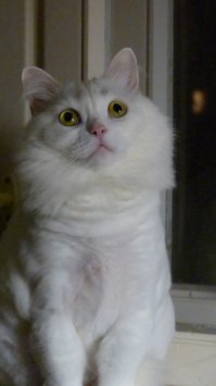 А мы обыкновенные