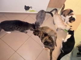 Наши подобрыши с улиц. На портрете - последняя, младшенькая. Симбой назвали