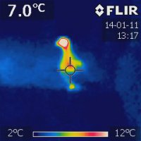 Голубь на чердаке