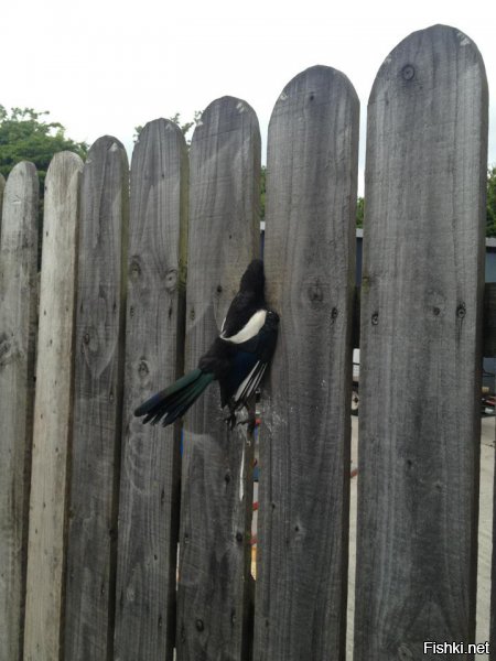 Очень быстрые строители забора