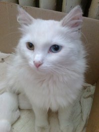 Кошка с шикарными глазами