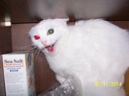 Кошка с шикарными глазами