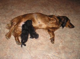 ладно, эта кошка кормила как раз... а у меня дети как-то с мусорки двух котяток притащили еще слепых. а у меня такса - ненавидела кошаков до одури... а эти пищат, малышнёй пахнут... она их к себе в уголок уперла и давай там нализывать, котята к ней в пузо давай тыкаться. у нее через два дня молоко пошло))) я, увидев это, даже прекратила с пипетки их кормить, так она их и выкормила полноценно))