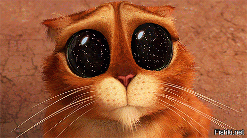 Целая Вселенная в глазах кошки
