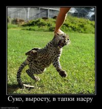 Эти животные умело кидают предъявы