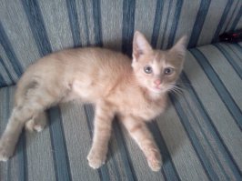 Дочка принесла:)