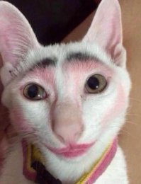 Целая Вселенная в глазах кошки