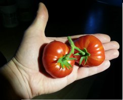 Мои красавцы, и котэ одобряэ!