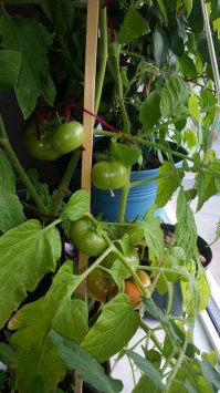 Мои красавцы, и котэ одобряэ!