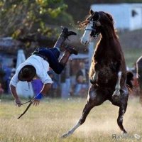 Эти животные умело кидают предъявы