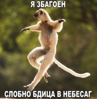 Эти животные умело кидают предъявы