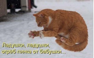 Эти животные умело кидают предъявы