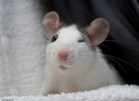 А с мышами он справится?