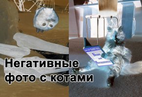 Позитивные фотографии с котами