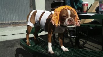 Симпатичные девушки - косплееры