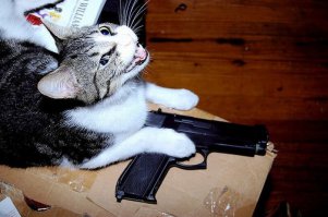 А вообще котэ покруче будет