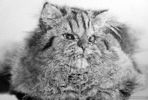 а вот рисунки карандашом, художник Пол Лунг