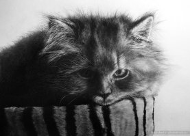 а вот рисунки карандашом, художник Пол Лунг