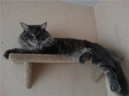 Автору 
А наш конь батареи не уважает. Ему жарко, любит в раковине и ванной (жопа уже в раковину не помещается) поваляться. Сделали ему две полочки - одну под потолком, вторую для разбега. Кот доволен, и когти есть где поточить, и хозяева под наблюдением. Игрушки свои тоже туда тащит...