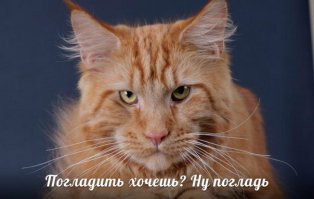 Эти животные умело кидают предъявы