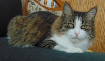 В год от рождения, моя кошка стала проявлять новые качества своей зрелости. Повез к доктору. Я был расстроен. А кошка пряталась в машине и не хотела вылазить. Он на меня глянул и спросил:
- Я тебя буду кастрировать или таки кошку?
А потом сказал, что операцию делать и не надо. Просто дал мне голландские таблетки. Я давал коше по одной таблетке в месяц и все до сих пор идет нормально. Кошке, кстати, уже больше 14 лет!...