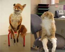 Упоротый кот?