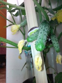 Мой муж кричал "кина не будет", мол не огород же, ничего не будет расти. И... выросло таки))