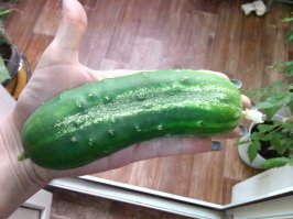 Мой муж кричал "кина не будет", мол не огород же, ничего не будет расти. И... выросло таки))