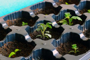 Прикольно) Меня тож пробило чей-то вырастить. Купил такое же балконное чудо. Посмотрю что выйдет. Маленькие пока еще.